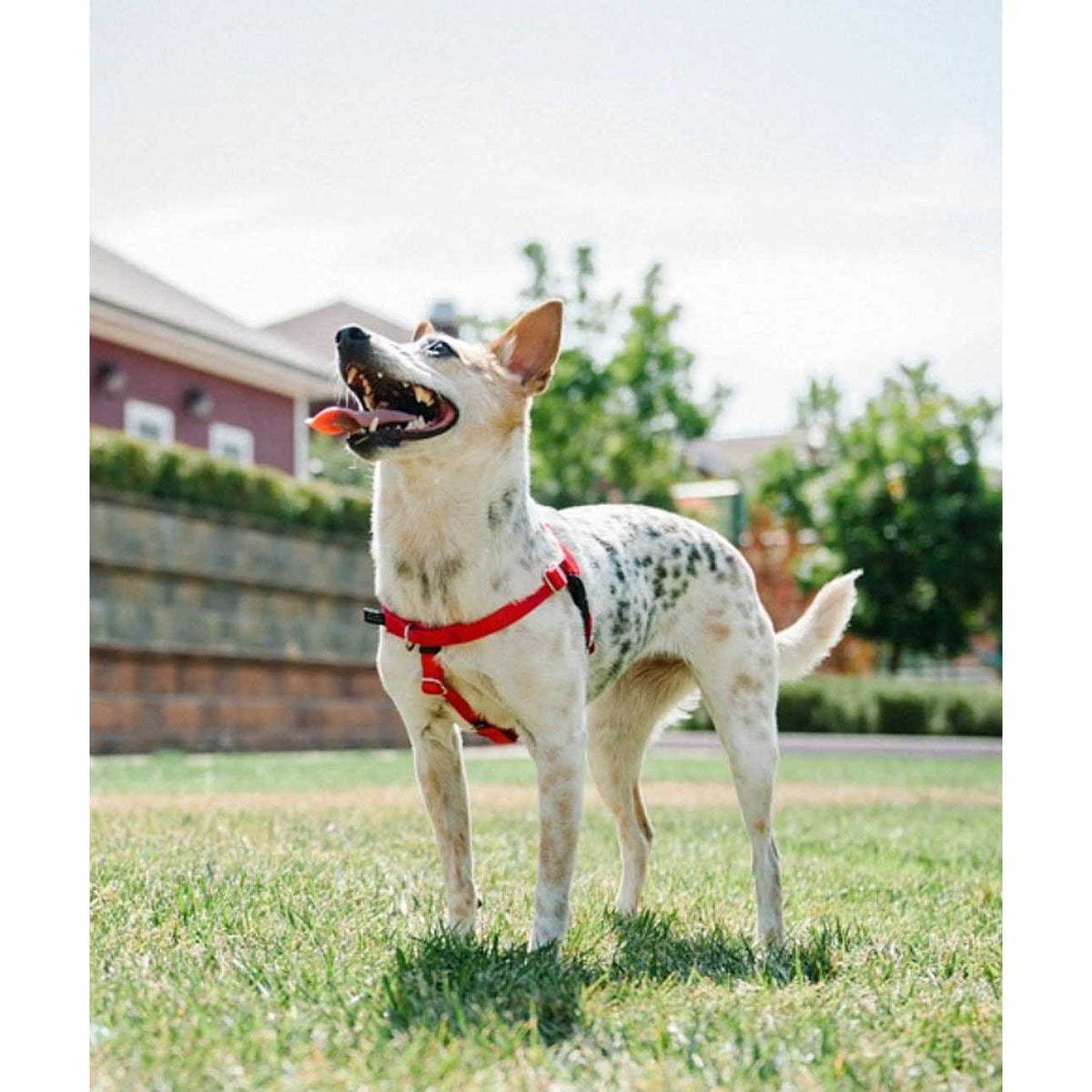No Pull Dog Harness Leash Z8743