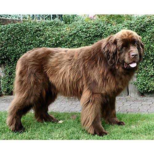 Yak Cheese Dog Chew R4431