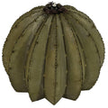 Golden Barrel Cactus Torch C3927