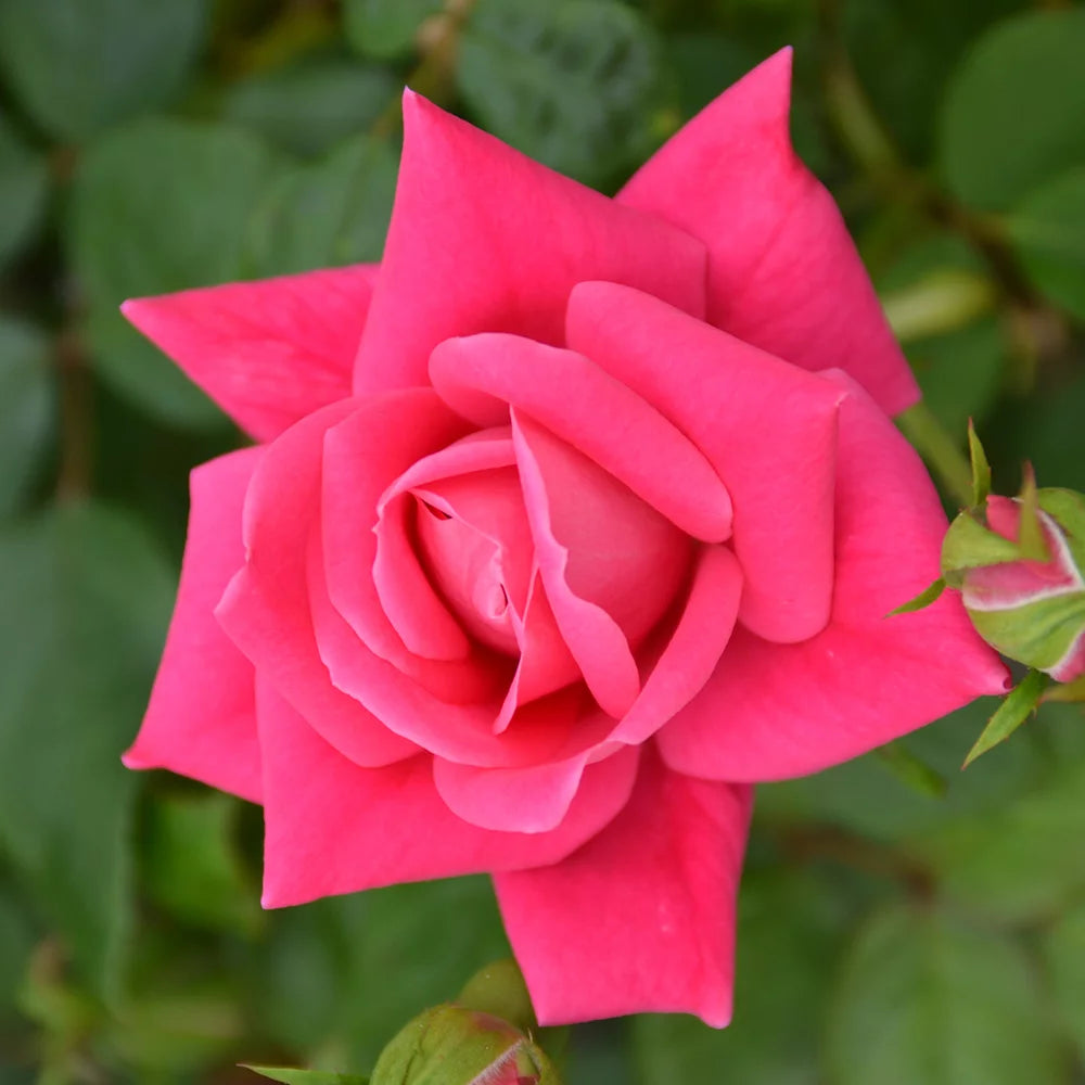 1Gal Pink Knockout Rose Live Plant M786456