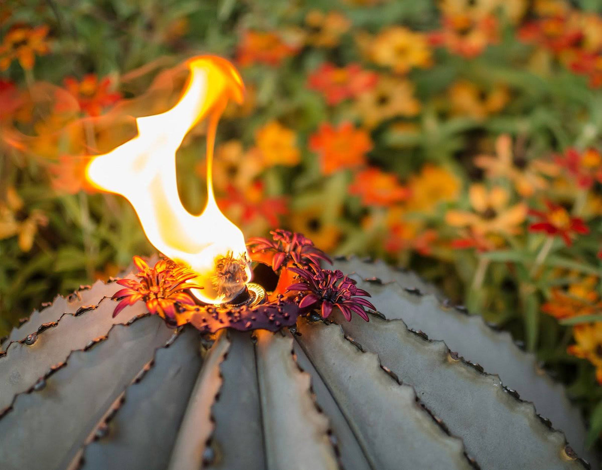 Golden Barrel Cactus Torch C3927