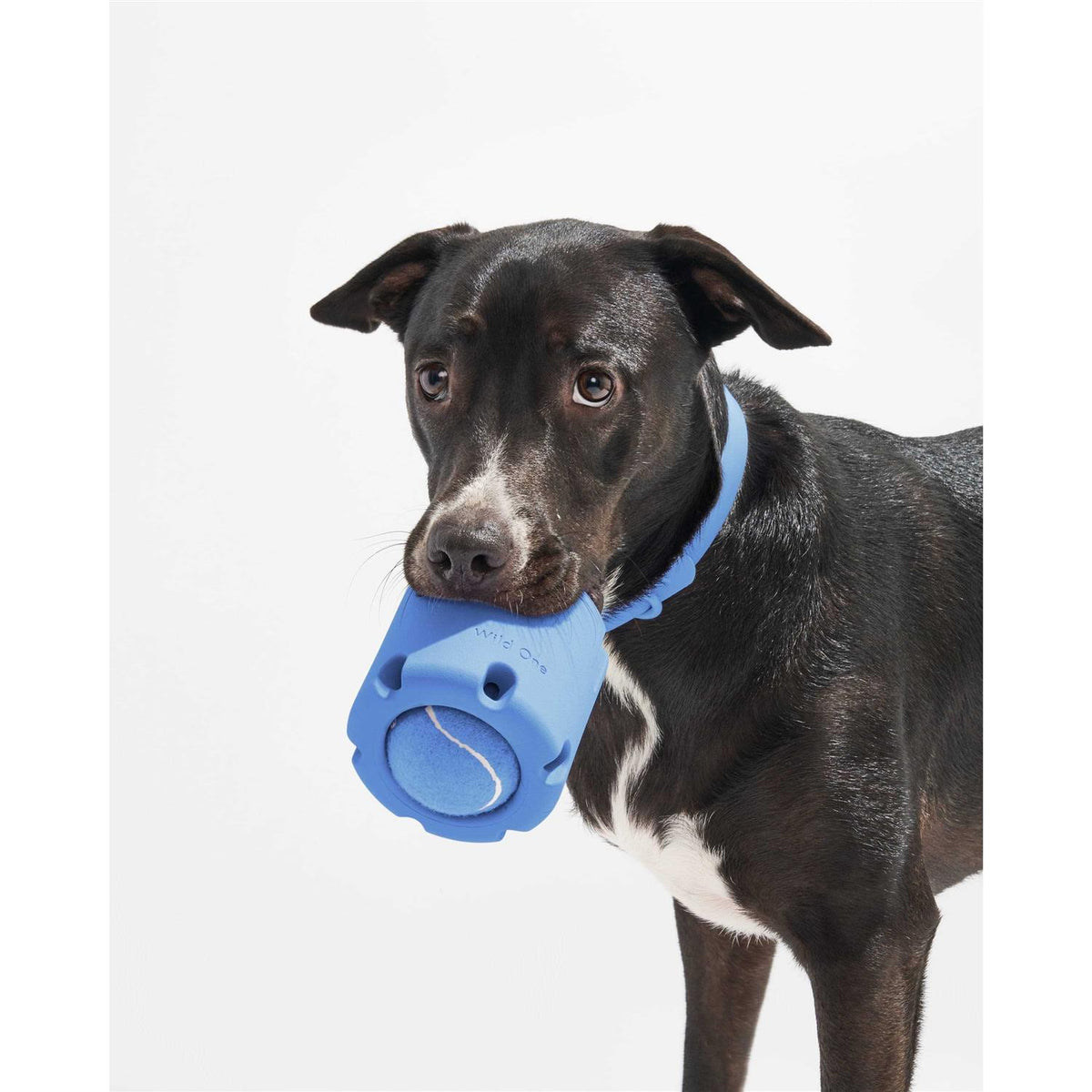 Dog Toy G87241