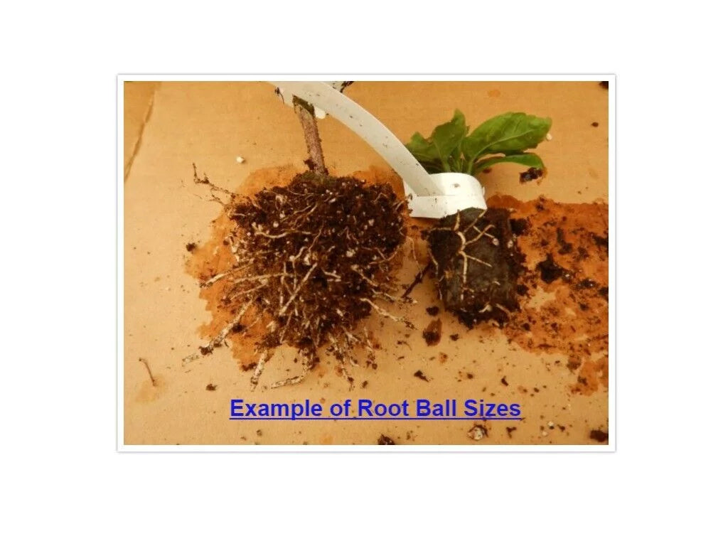 Tropical Hibiscus Plant Bare Root K546