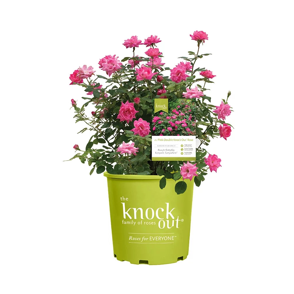 1Gal Pink Knockout Rose Live Plant M786456